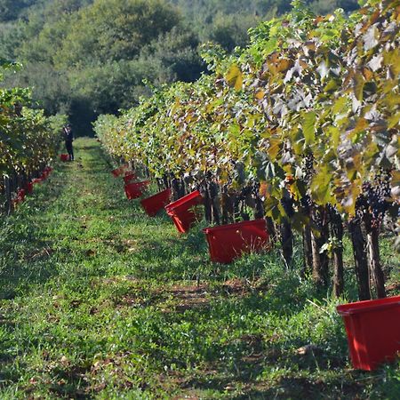 Villa Olivetta By Istrian Country Houses Барат Экстерьер фото